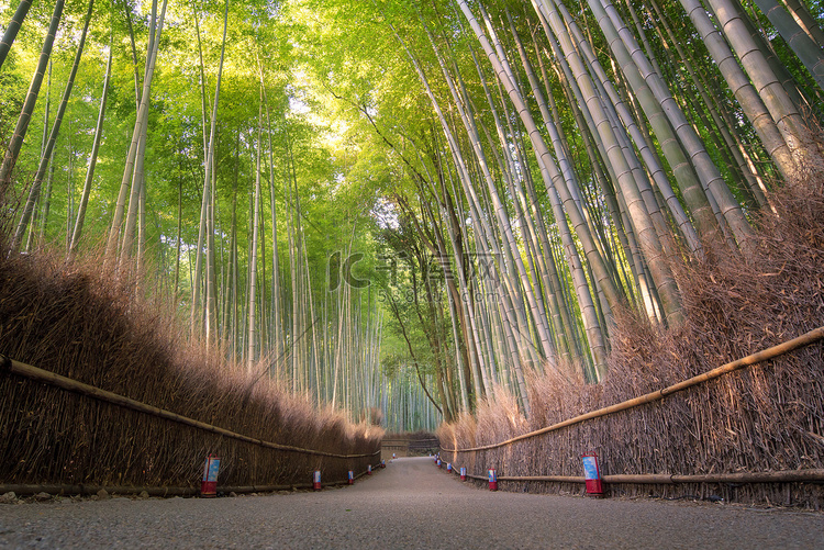 日本京都岚山秋季美丽的自然竹林