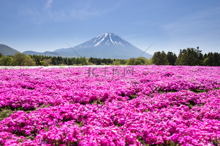 日本芝樱节与樱花的粉红色苔藓或