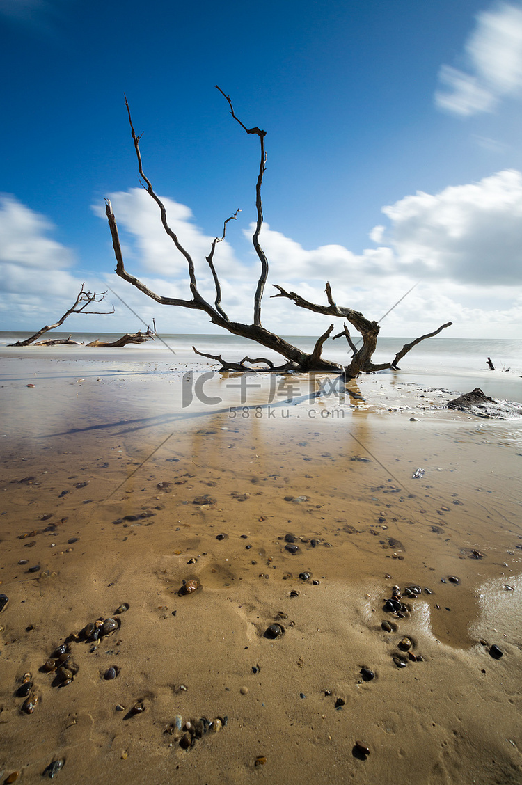 萨福克郡 Covehithe 沙中沉没的树