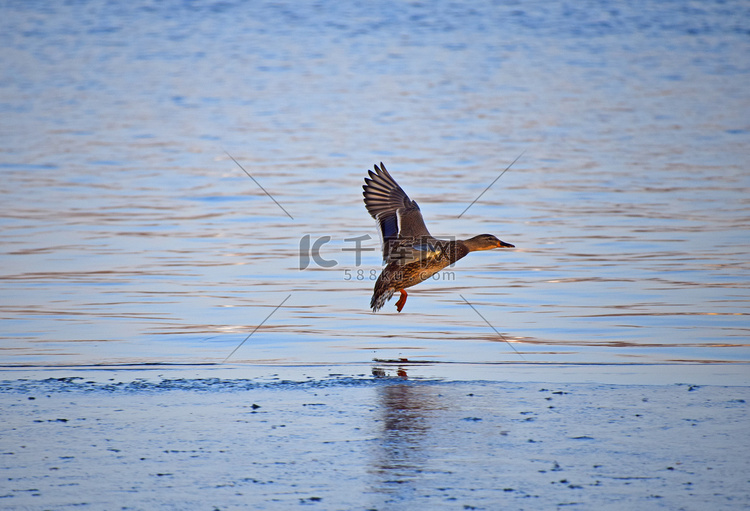 一只野鸭在水面上飞翔