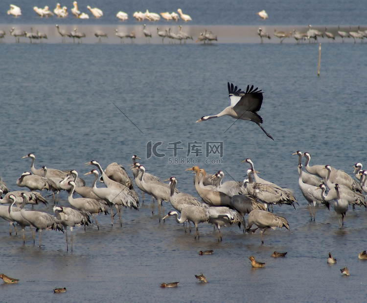 春季和秋季在自然湖上迁徙的鸟类