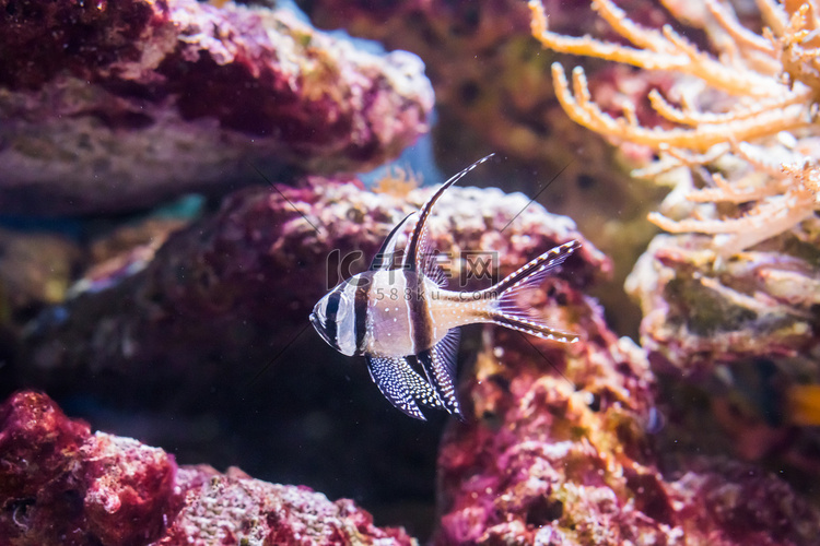 Banggai 红衣主教鱼，一