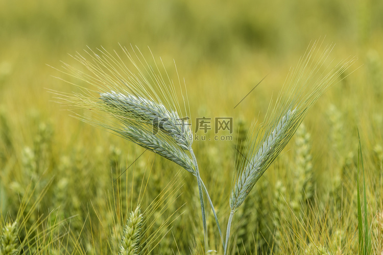 田里的大麦，庄稼地