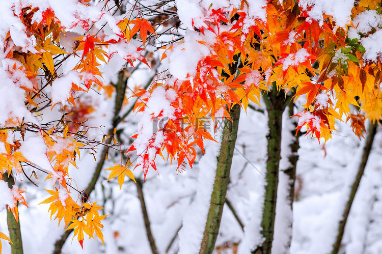 在雪盖的红色秋天枫树，韩国。