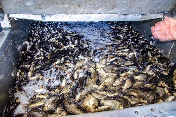 桶中养鱼场的鲤鱼幼鱼被运输到水