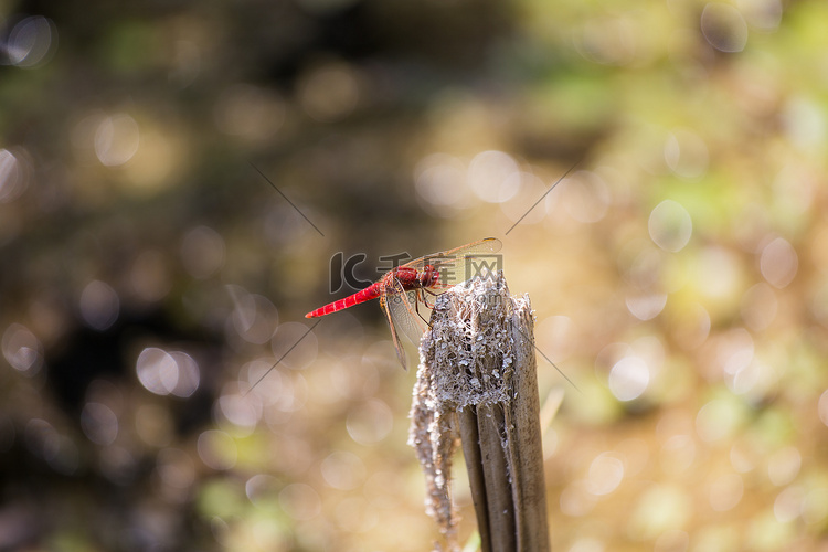 猩红蜻蜓 (Crocothem