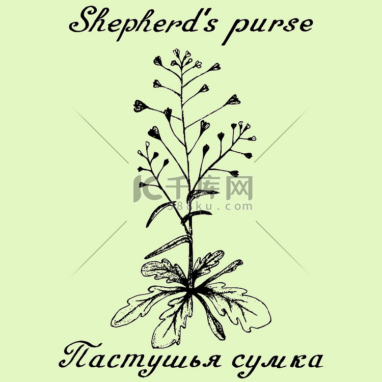 牧羊人的钱包手绘草图植物插图