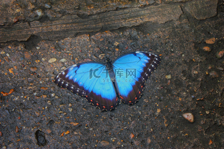 美丽漂亮的五颜六色的蓝色蝴蝶，