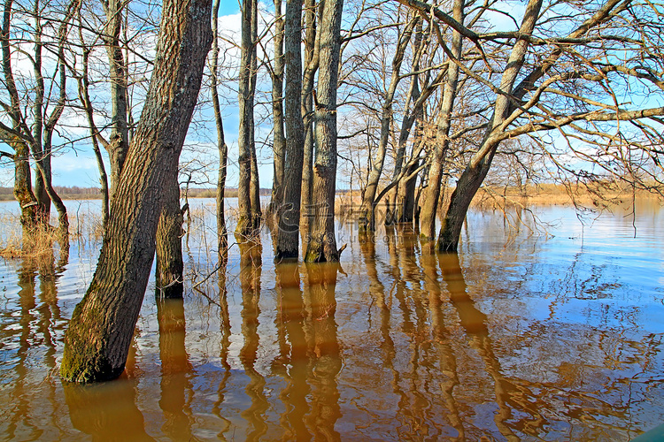 橡木中的洪水