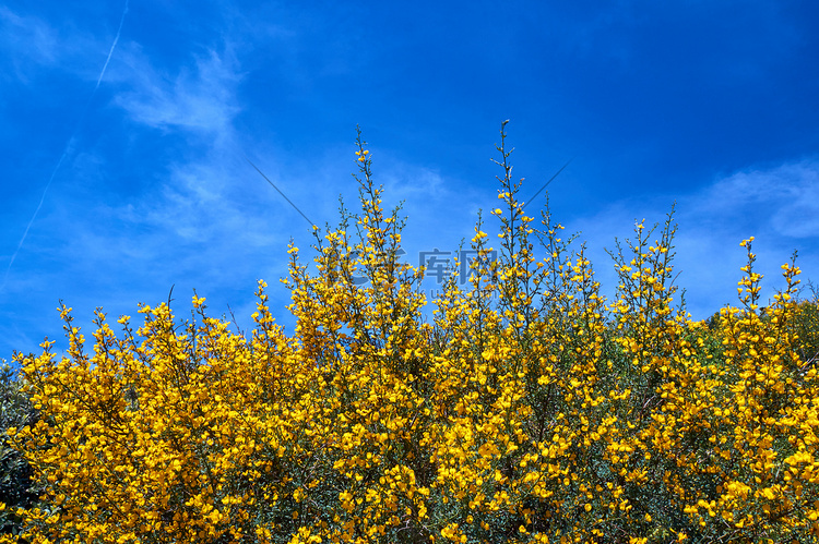 黄色，盛开的春花映衬着天空