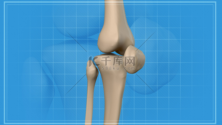 膝盖的解剖学。