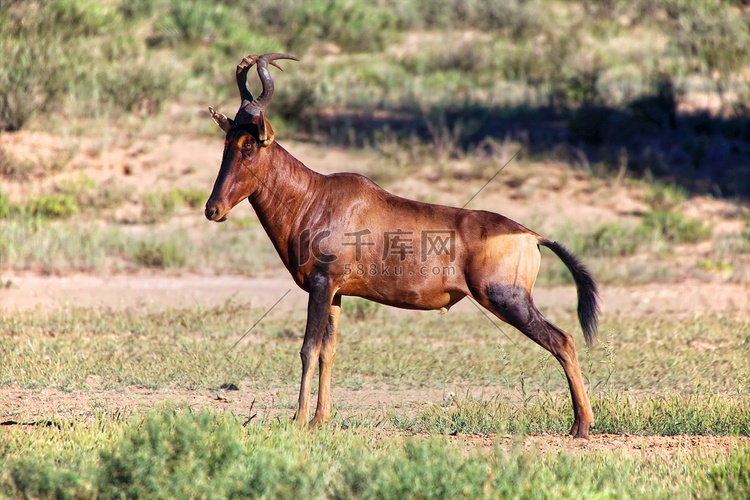 南非 Kgalagadi 跨境公园的狷羚