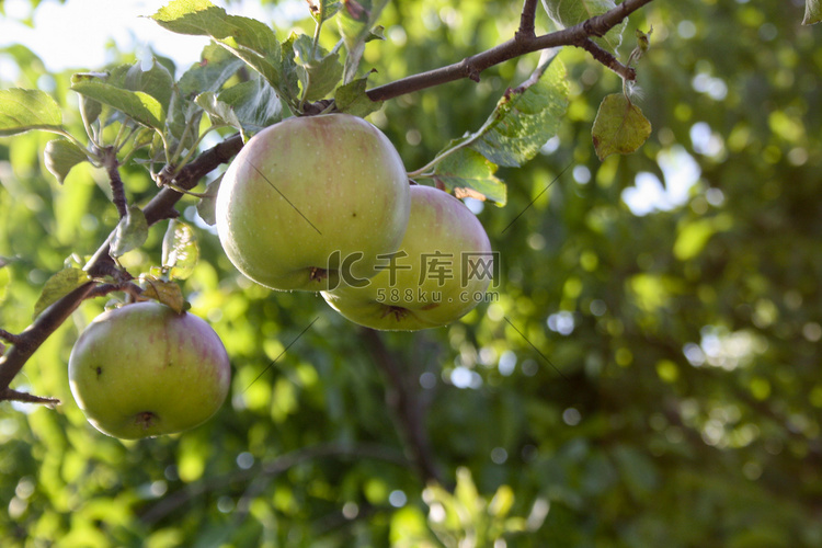 树上的三个青苹果 — 健康食品