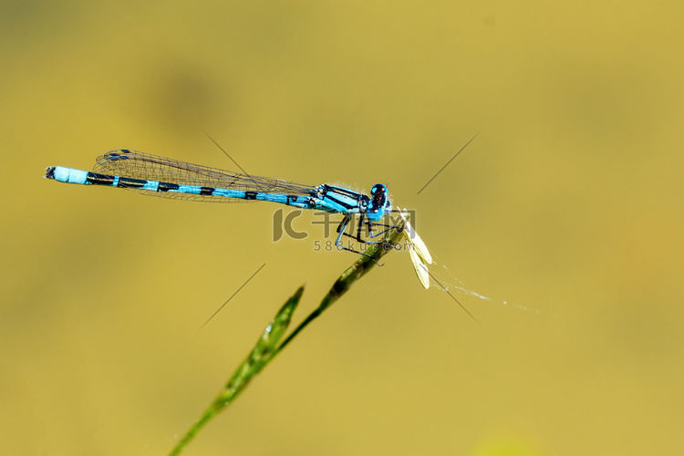 坐在草叶上的蓝蜻蜓