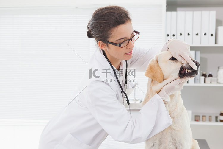 兽医检查一只可爱狗的牙齿