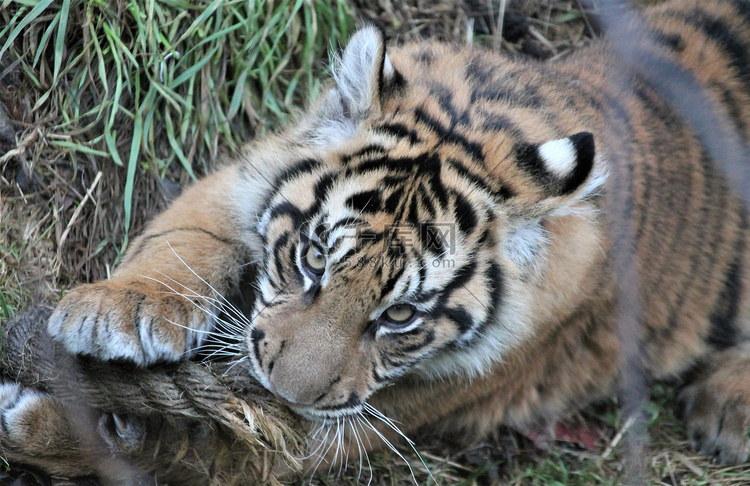 苏门答腊虎濒临灭绝的稀有幼崽