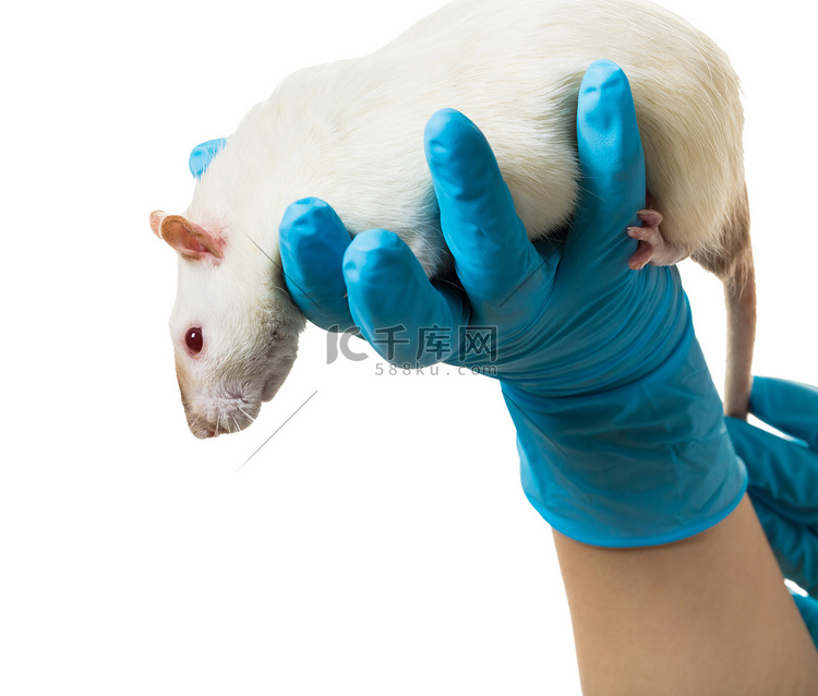 戴着医用手套的手拿着一只老鼠