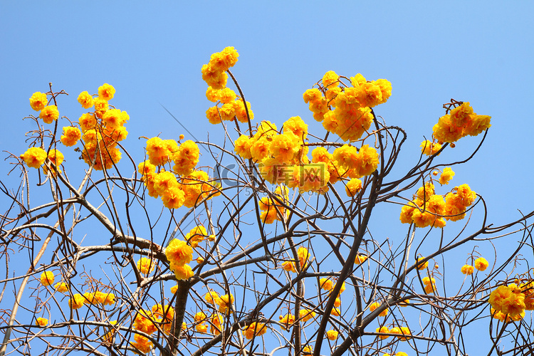 Cochlospermum regium 或黄色棉树