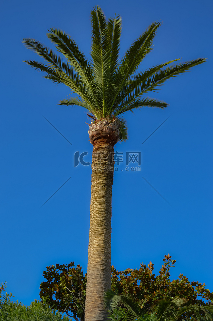 花园中孤立的棕榈树