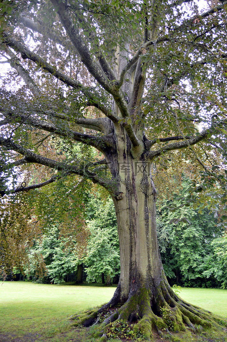 有着巨大树根的老橡树。
