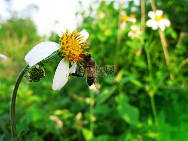 蜜蜂吮吸花蜜