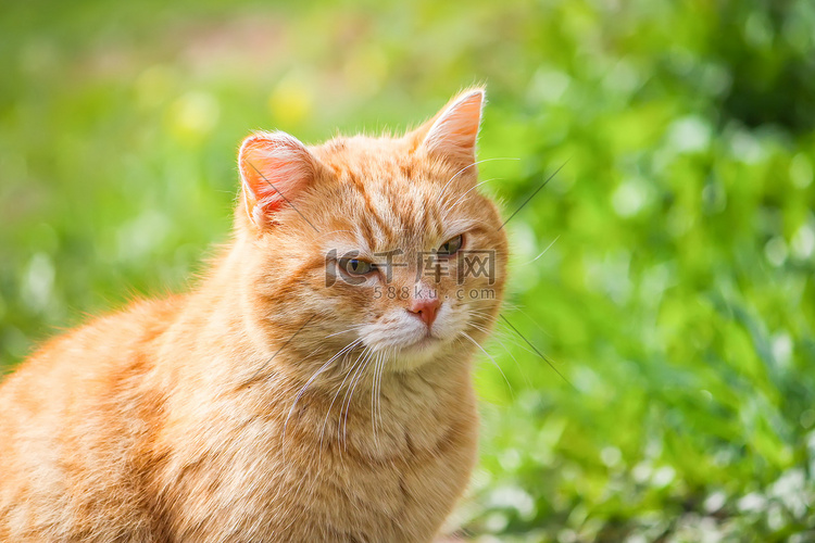 年轻活跃的红猫，绿眼睛，在乡村