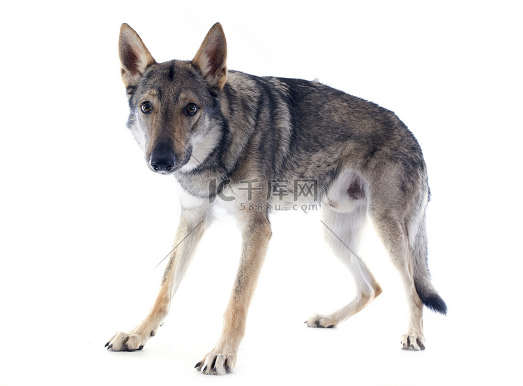 捷克斯洛伐克狼犬