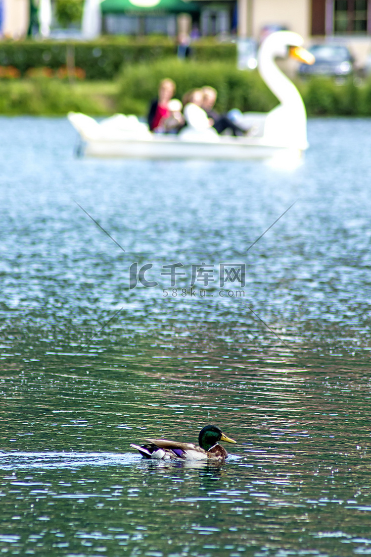 鸭子与天鹅脚踏船