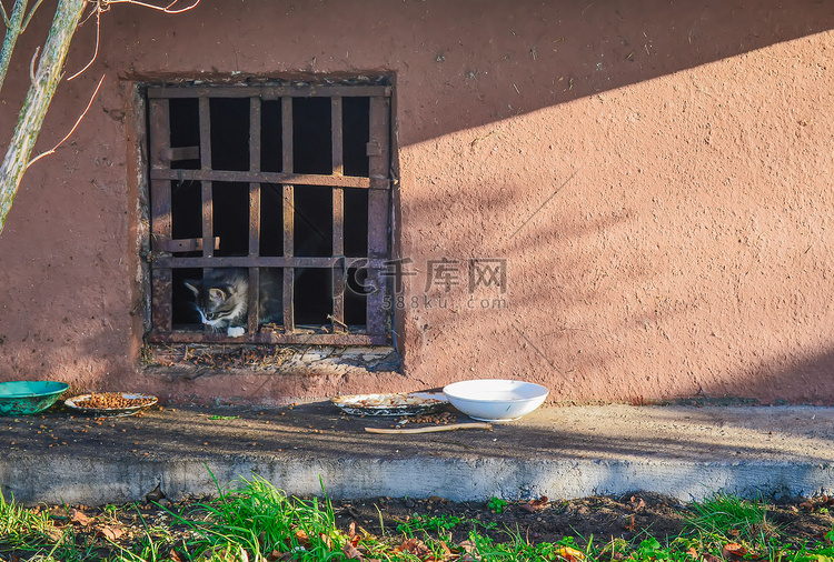 地窖窗户附近的街头流浪猫和小猫