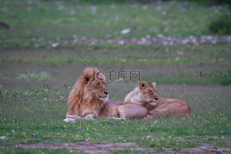 放置在草的狮子交配的夫妇。