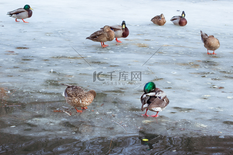 漂浮在冬天冰城公园池塘的鸭子群
