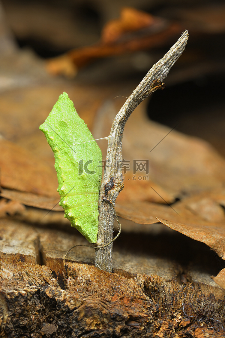 热带蝴蝶茧蛹，垂悬从树枝