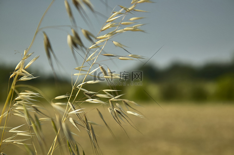 燕麦植物在风驱动的领域