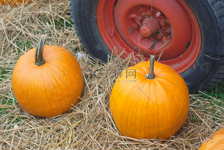 感恩节或万圣节带拖拉机轮的橙色