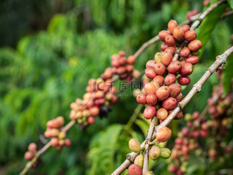 种植园中的咖啡种子。
