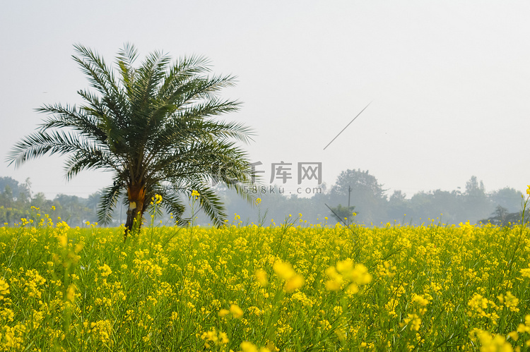 油菜花在盛开的农田户外摄影。