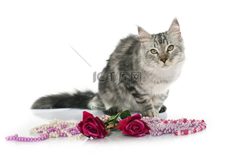 缅因猫和玫瑰