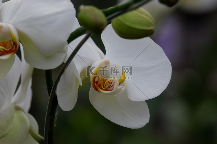 蝴蝶兰可爱的白色