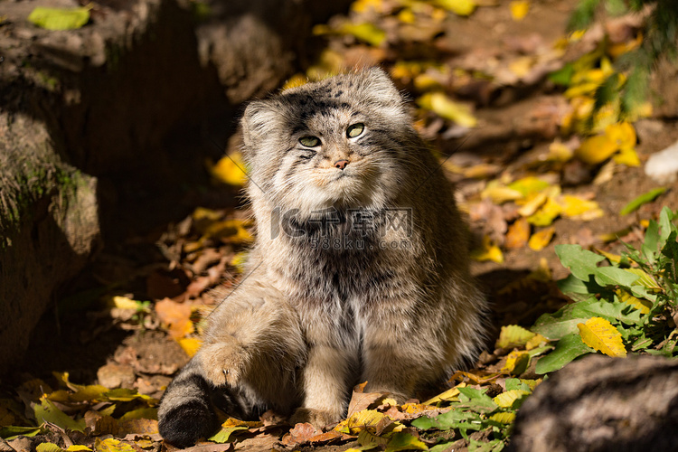 美丽的野猫，帕拉斯的猫，Oto