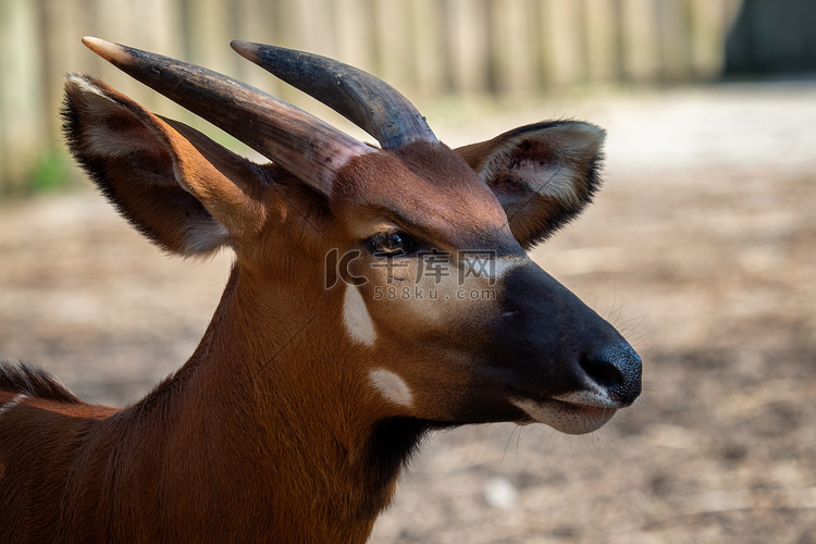 邦戈羚羊 (Boocercus euryceros isaaci)