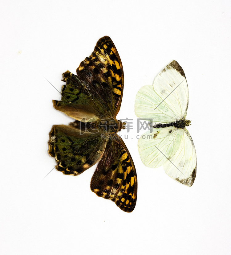 在白色绝缘的两只美丽的热带蝴蝶