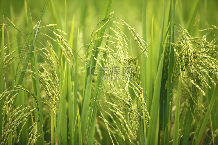 “越南萨帕的绿色稻米特写。”
