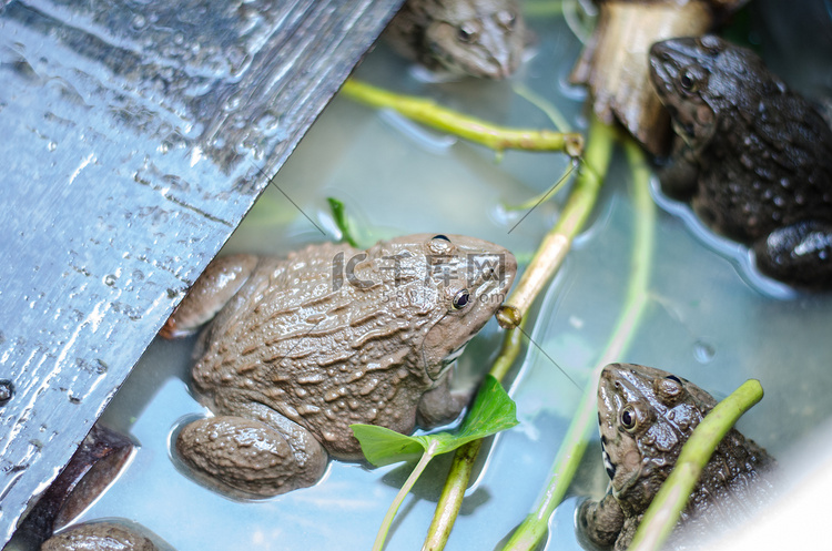 泰国农场常见的泰国青蛙