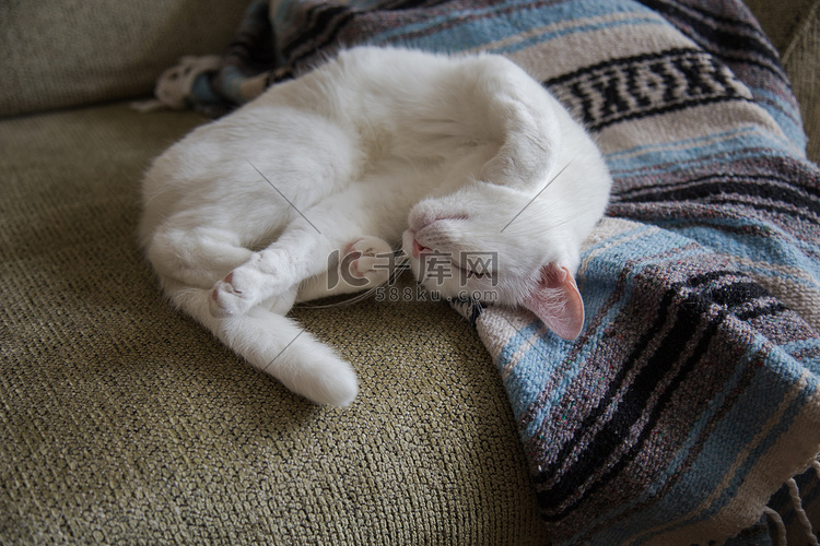 白猫在沙发上伸展