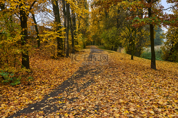 秋天的落叶和小巷