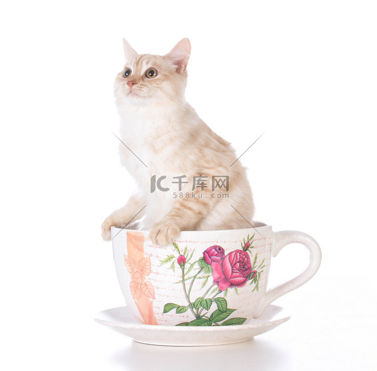 茶杯里的小猫