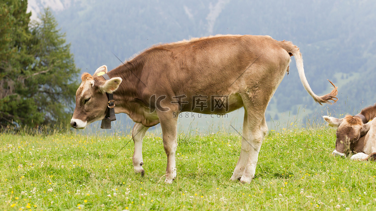 奥地利草地上的奶牛