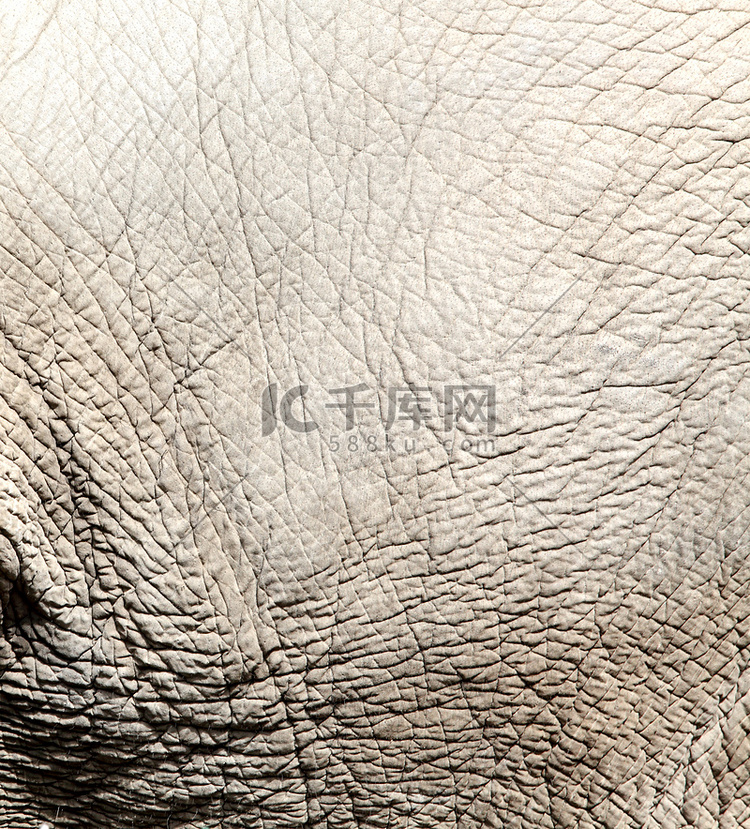 “大象皮肤纹理，背景”