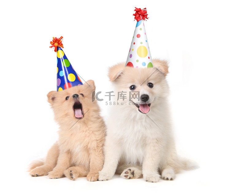 小狗通过唱歌庆祝生日