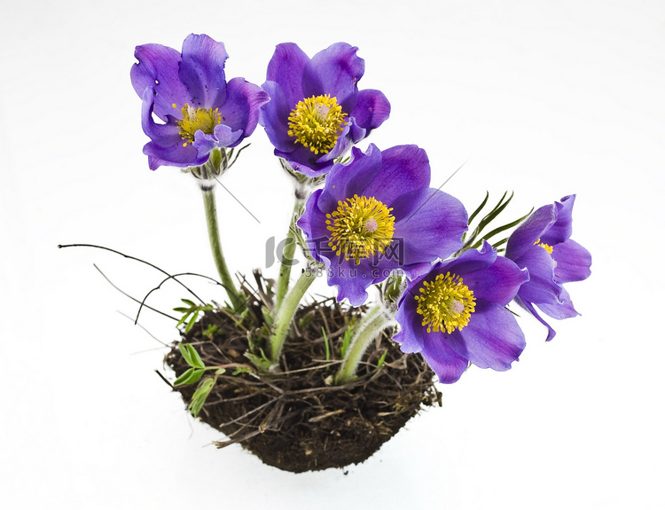 土壤中的春天紫罗兰花。